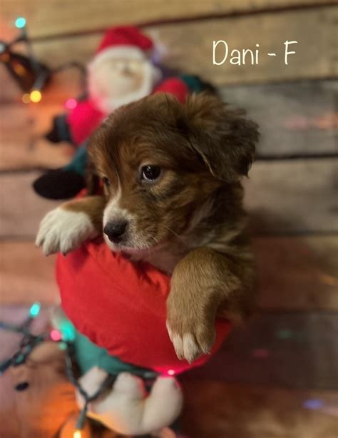 Adopt Dani Today Pets TheCountyOffice