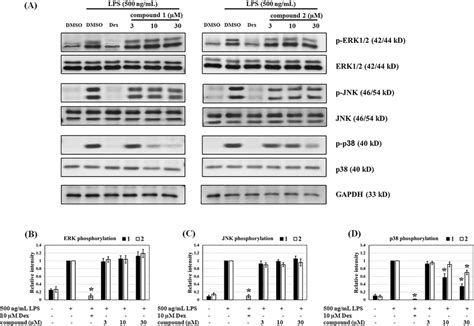 The effects of 1 and 2 on mitogen-activated protein kinase (MAPK ... 