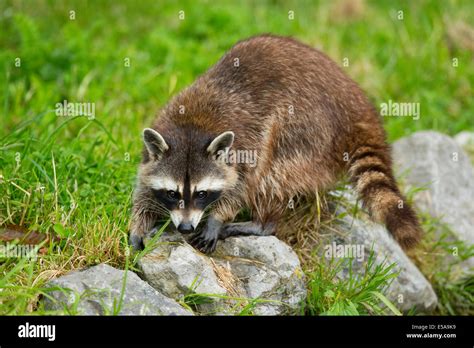 Common Raccoon, Northern Raccoon or North American Raccoon (Procyon ...