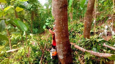 Mahogany Tree Cuttingthe Lumberjacktv Youtube