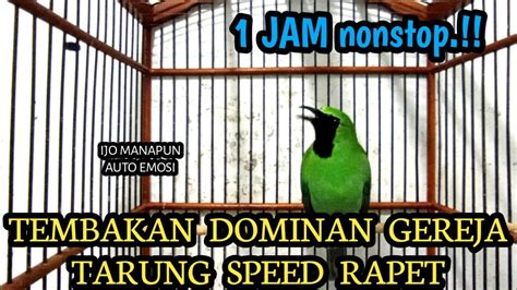 Terbaik Pancingan Cucak Ijo Gacor Full Tembakan Gereja Tarung