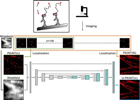 Frontiers DNA PAINT Imaging Accelerated By Machine Learning