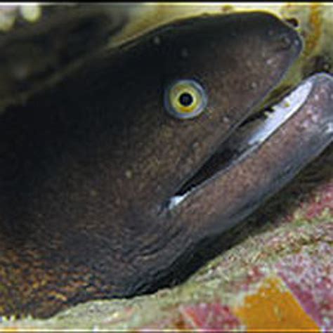 Stream The Anal Eel By MoonRabbits Listen Online For Free On SoundCloud