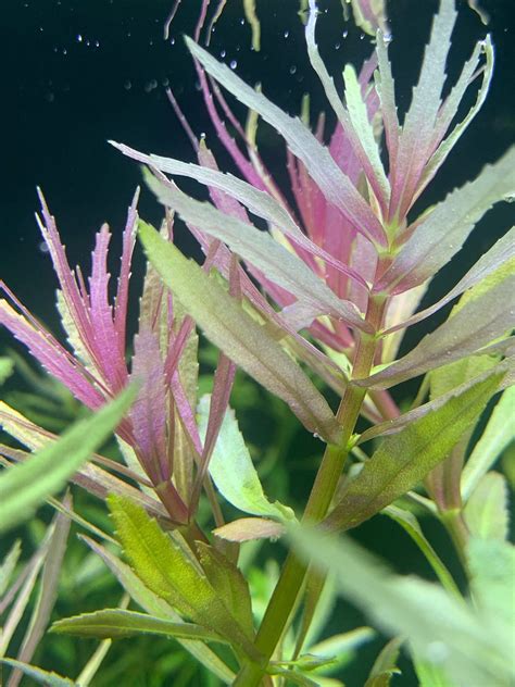 Limnophila Aromatica BUY3GET1FREE Live Aquarium Plant Etsy