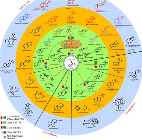 Diterpenoid biosynthesis in plants. The biosynthetic pathway of the... | Download Scientific Diagram