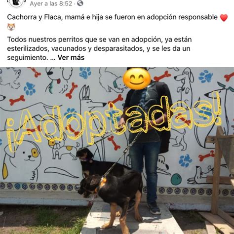 Crearon Un Refugio Para Los Perros Abandonados Cerca Del Nuevo Aeropuerto Internacional Felipe