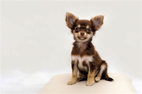 Apple Head Chihuahua: Care Information and Other Facts