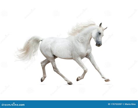 Pure White Arabian Stallion