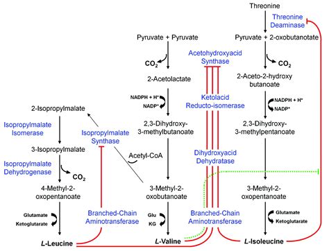 Branched Chain Amino Acids Biosynthetic Pathway At John Arocho Blog