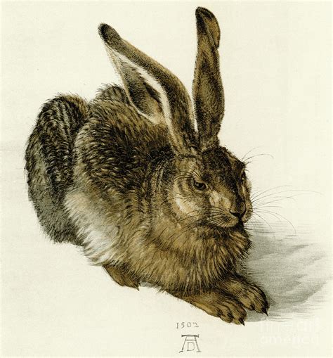 Young Hare Albrecht Durer