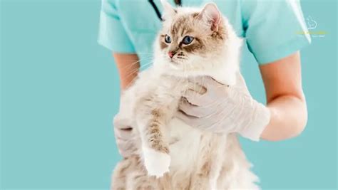 Ultimate Ragdoll Cat Care Guide: Keeping Your Feline Healthy — Living ...