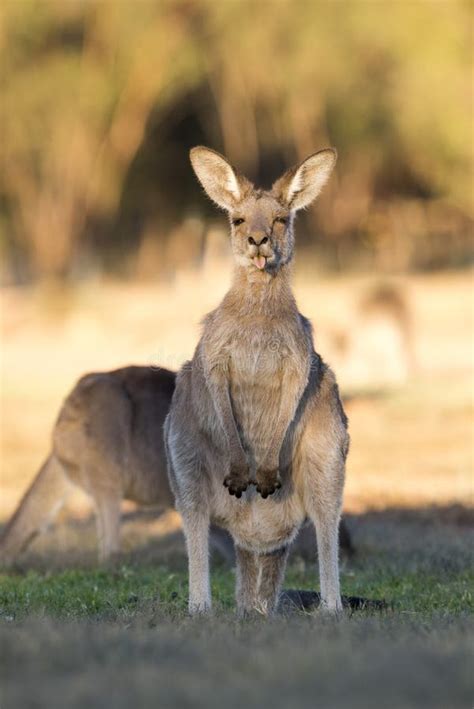 Western grey kangaroos. stock photo. Image of australia - 124987024