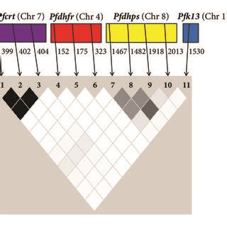 Schematic Representation Of The Validated Mutations And The Mutations