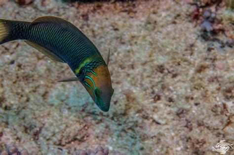 Goldbar Wrasse Facts And Photographs Seaunseen