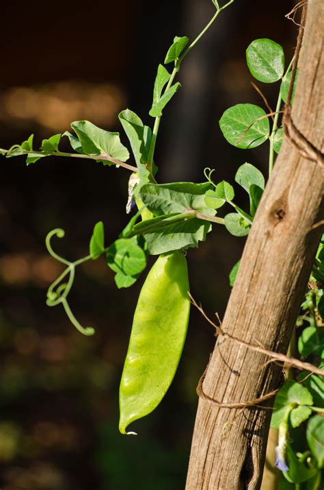 Peas | Sowing, Growing and Harvesting Peas with Lifestyle Home Garden