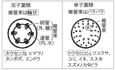 ②双子葉類： 茎の維管束（道管の束と師管の束の集まり）は輪状に並んでいます。