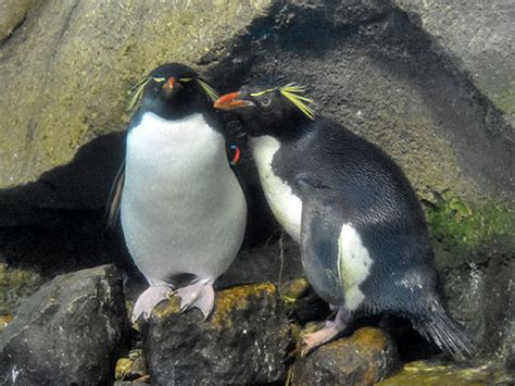 Eudyptes Moseleyi Rockhopper Penguin In Zoos