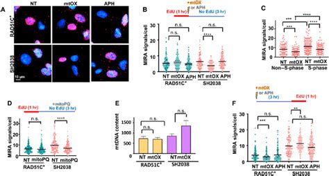 Replication Stress Causes Loss Of Nascent Mtdna In Fancorad51c Patient