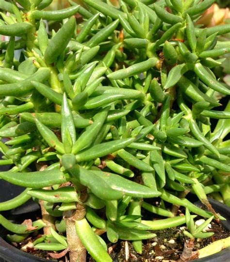 Crassula Tetragona Mini Pine Tree Succulent Shrub With Spikey Bright Green Leaves Upright