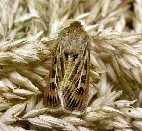 Bf Antler Moth Cerapteryx Graminis Patrick Clement Flickr