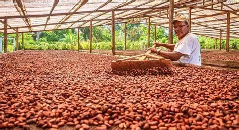 Productores De Cacao Piden Apoyo Para Afrontar Crisis Rcr Peru