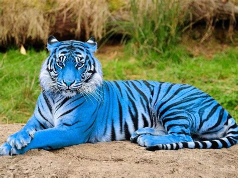 Abhishek On Twitter Rare Blue Tigersouth China