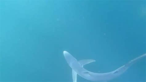 graceful blue sharks in big blue : r/sharks