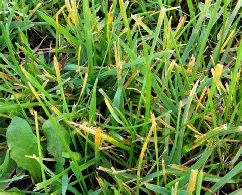 Lawn Rust How To Identify Treat And Prevent Rust On Grass