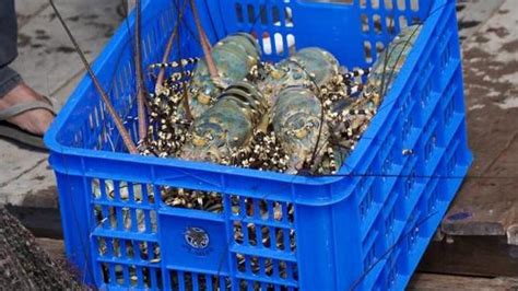 Penyelundupan Benih Lobster Rugikan Negara Rp Miliar Apa Solusinya