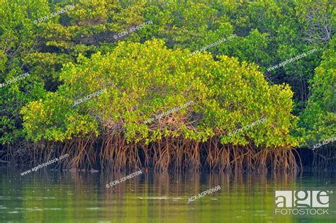 Mangrove Trees Reflected In The Water Galapagos Islands National Park