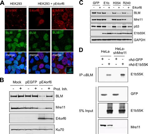 E1b55K And E4orf6 Are Sufficient For Degradation Of BLM A