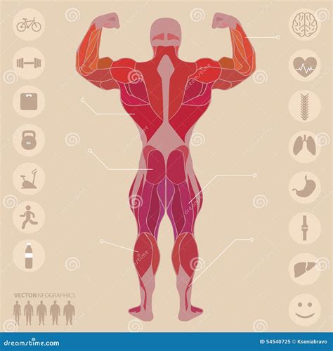 Ser Humano Anatomía Músculos Parte Posterior Deportes Aptitud