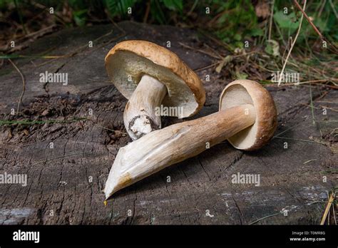 Cosechada En Oto O Incre Ble Setas Comestibles Boletus Edulis King