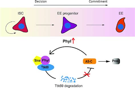 A Schematic Model For Ee Specification Driven By The Positive Feedback