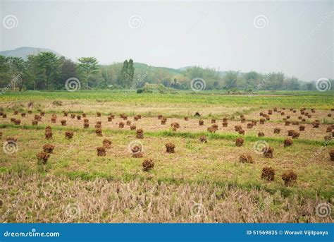 Soybean Farming stock image. Image of agricultural, farming - 51569835