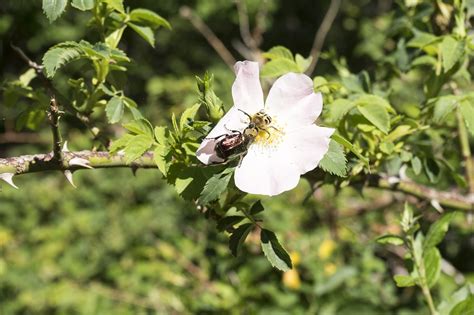 Rosa Insekten Natur Kostenloses Foto Auf Pixabay Pixabay