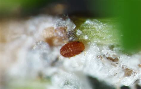 HWA Phenology – New York State Hemlock Initiative