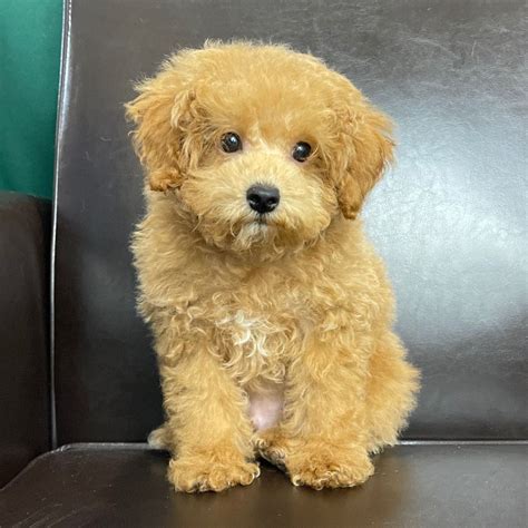 Miniature Poodle Puppies for Sale | Central Park Puppies