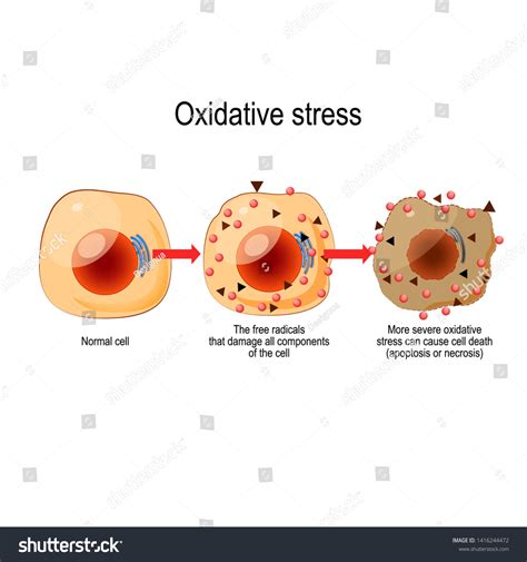 oxidativer Stress Von normalen Zellen über Stock Vektorgrafik