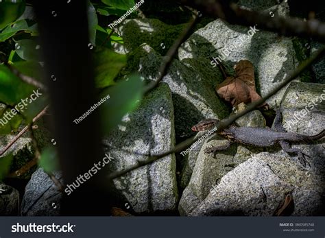 Scary Cute Monitor Lizard Stock Photo 1860585748 Shutterstock