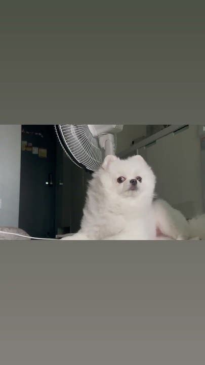 유혹🐶 플러팅구독과좋아요 Dog 포메 포메라니안 옹이 강아지일상 내새꾸 강아지 귀여운강아지 Surprised