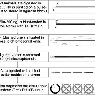 Flow Chart Of The Chromosome End Enrichment Procedure See Materials