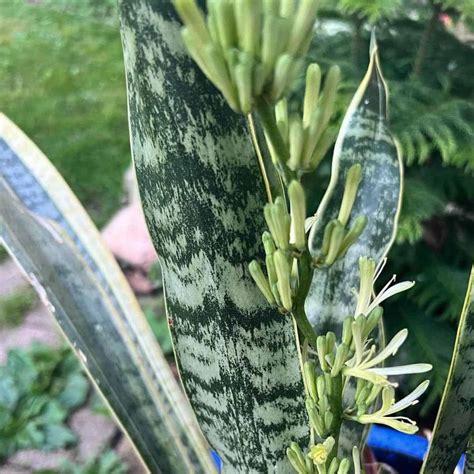 snake plant flower  rare mother  law tongue flower
