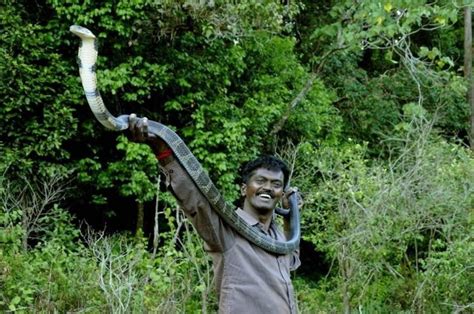 Kerala Wildlife Hero Vava Suresh Who Has Saved 50000 Snakes