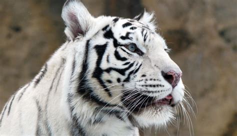 Tigre blanco ataca y mata a cuidador de zoológico en Japón