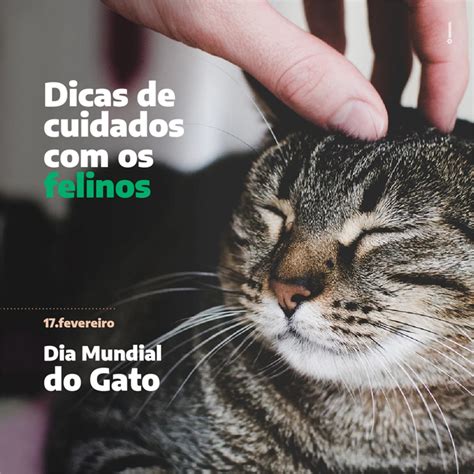 Dia Mundial do Gato 2020 Notícias Vetnil