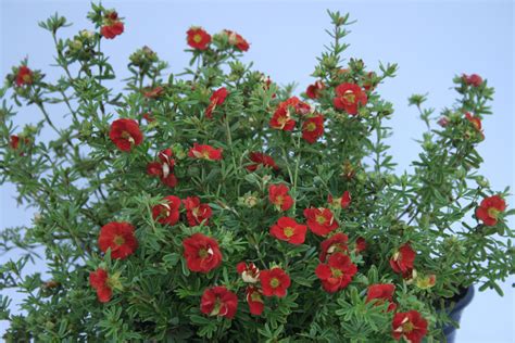 Лапчатка кустарниковая Red Ace (73 фото) - фото - картинки и рисунки ...