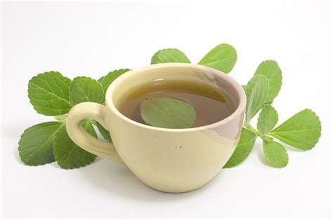 Té De Boldo En Ayunas Para Qué Sirve Beneficios Para Tu Salud Y