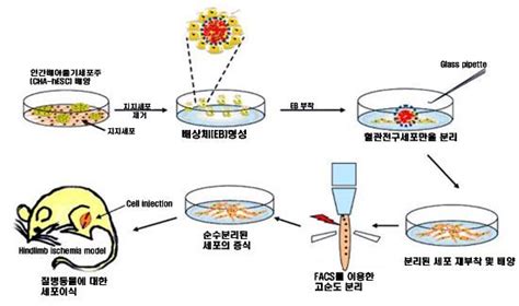 혈관세포 치료기술 개발 후생신보