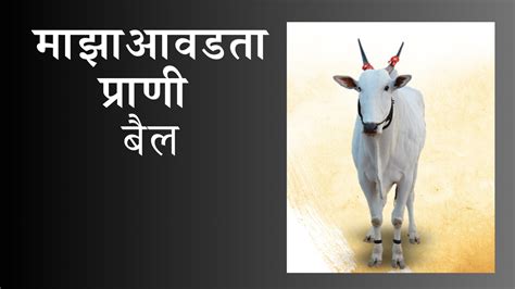 My Favorite Animal Is A Bull Maza Avadta Prani Bail माझा आवडता